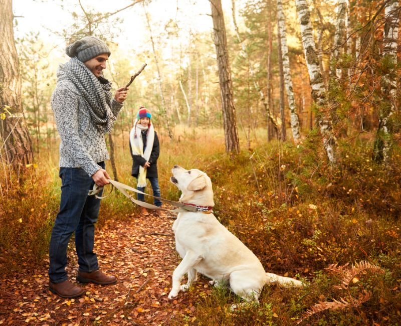 Man training a dog