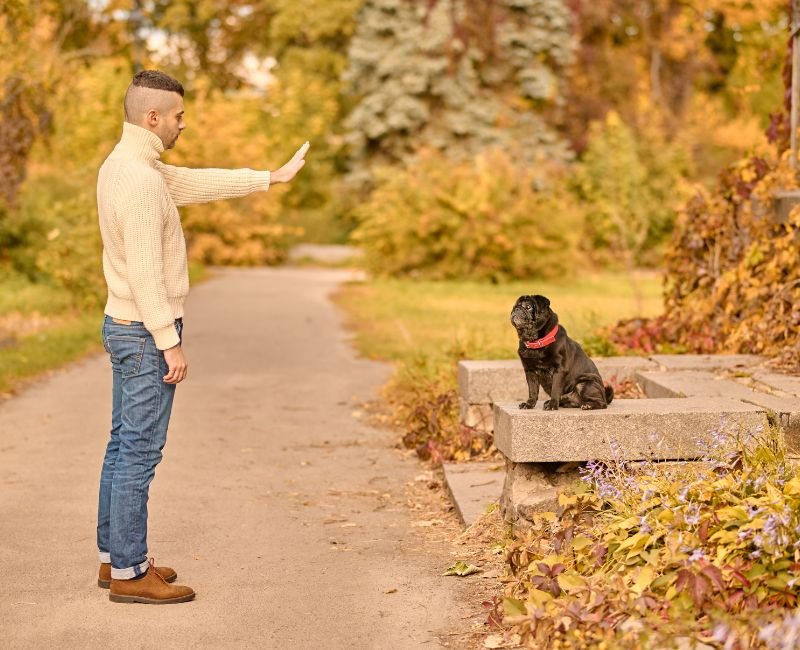 Man training a dog outdoors