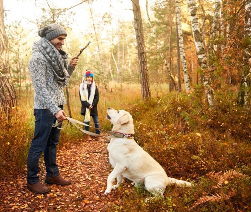 Golden Retriever hunting dog