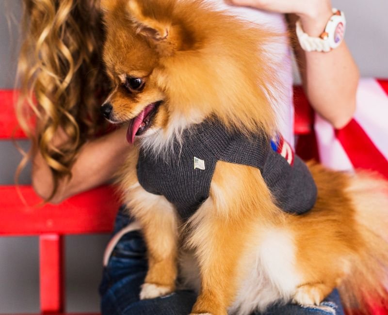 Pomeranian dog in harness