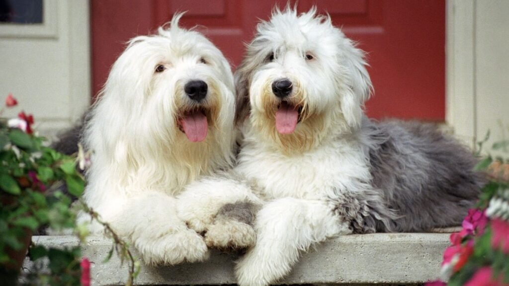 Two fluffy Old English Sheepdogs