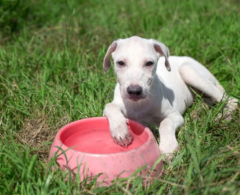 Puppy drinking water.