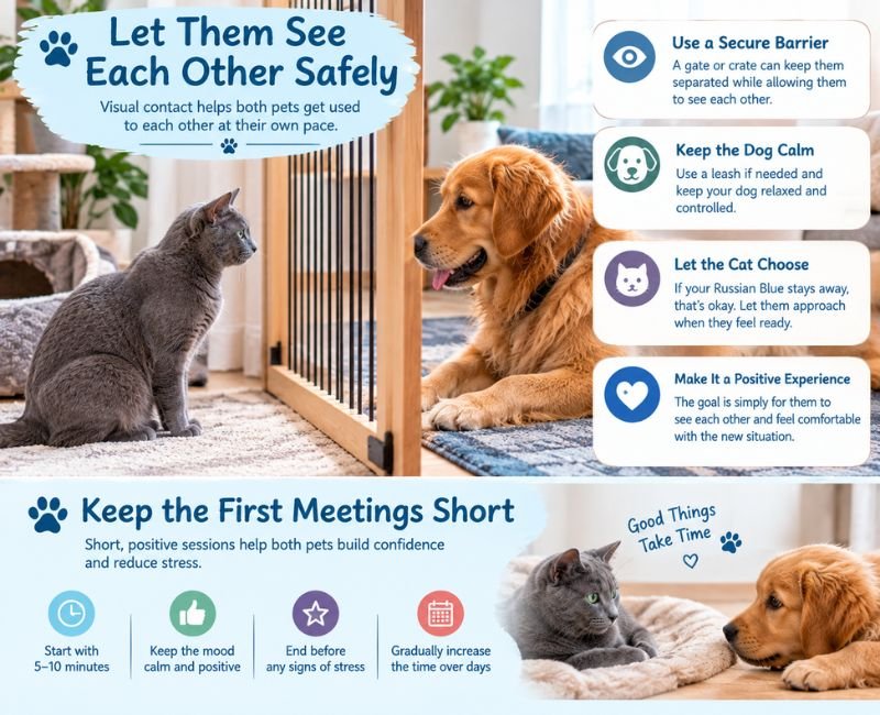 Russian Blue cat and dog meeting safely
