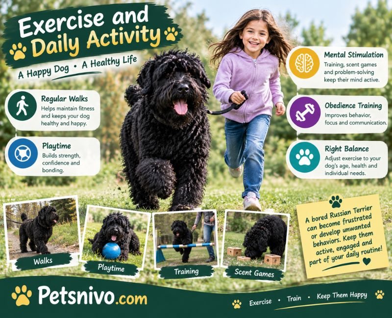 Russian Terrier Exercise and Daily Activity