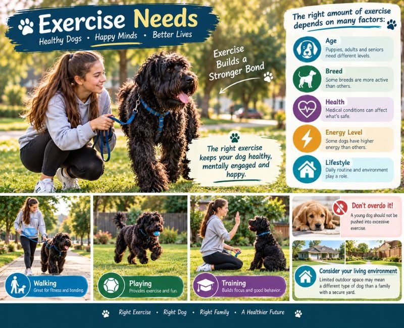 Russian Black Terrier in a park
