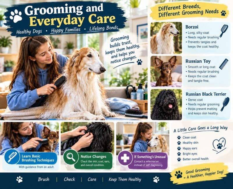 Teenager grooming a Borzoi dog with brushing and everyday care